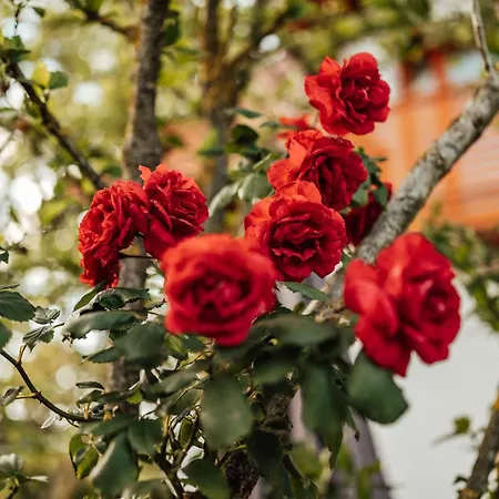 Cozy Family Place 'hisa Grozdek' - 40a