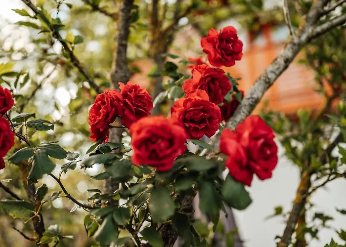 Cozy Family Place 'hisa Grozdek' - 40a